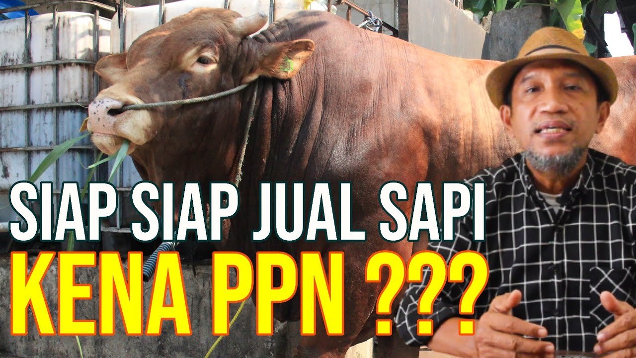 
                                 Jual-Sapi-Dikenakan-Pajak-Bagaimana-Nasib-Peternak-Rakyat?